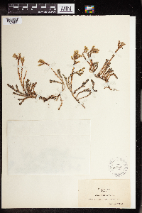 Sedum boloniense image
