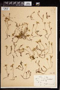 Sedum boloniense image