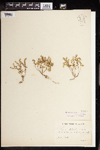 Sedum boloniense image