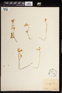 Sedum boloniense image