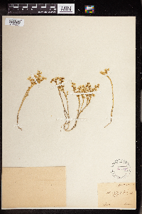 Sedum boloniense image