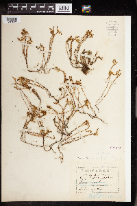Sedum boloniense image