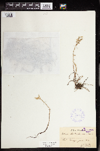 Sedum boloniense image