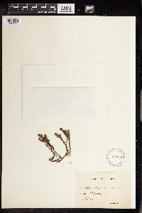 Sedum boloniense image
