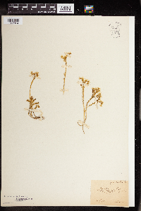 Sedum boloniense image