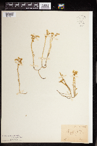 Sedum boloniense image
