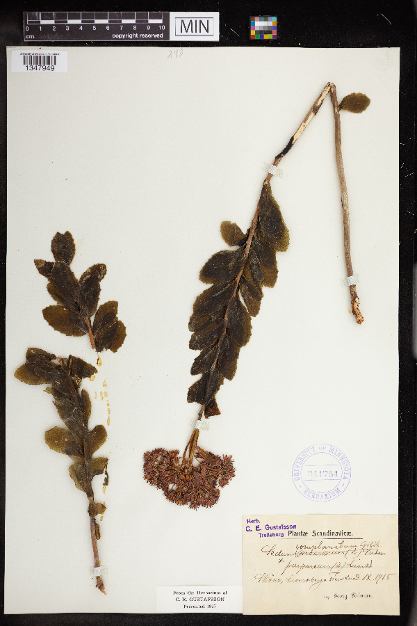 Sedum complanatum image
