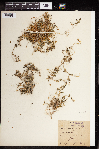Sedum dasyphyllum image