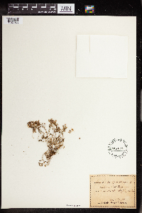 Sedum dasyphyllum image