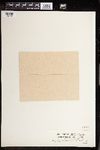 Hylotelephium telephium image