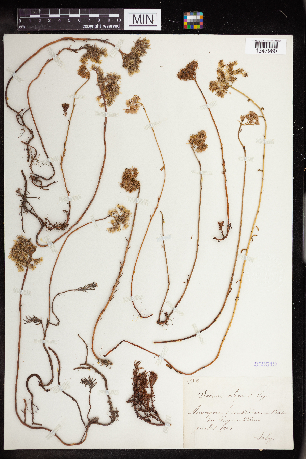 Sedum elegans image