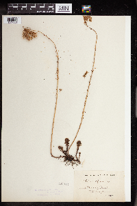 Sedum elegans image