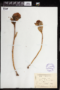 Hylotelephium telephium subsp. fabaria image