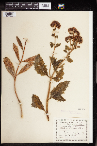 Hylotelephium telephium subsp. fabaria image