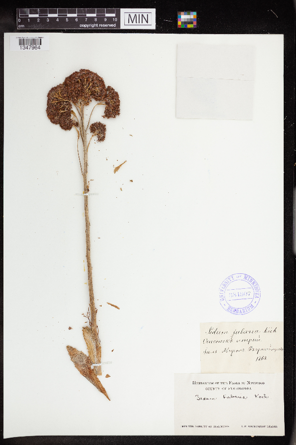 Hylotelephium telephium image