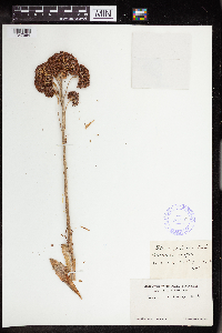 Hylotelephium telephium subsp. fabaria image