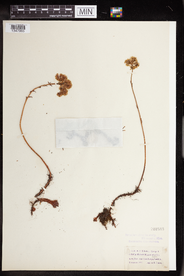 Sedum forsterianum image