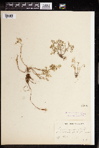 Sedum dasyphyllum image