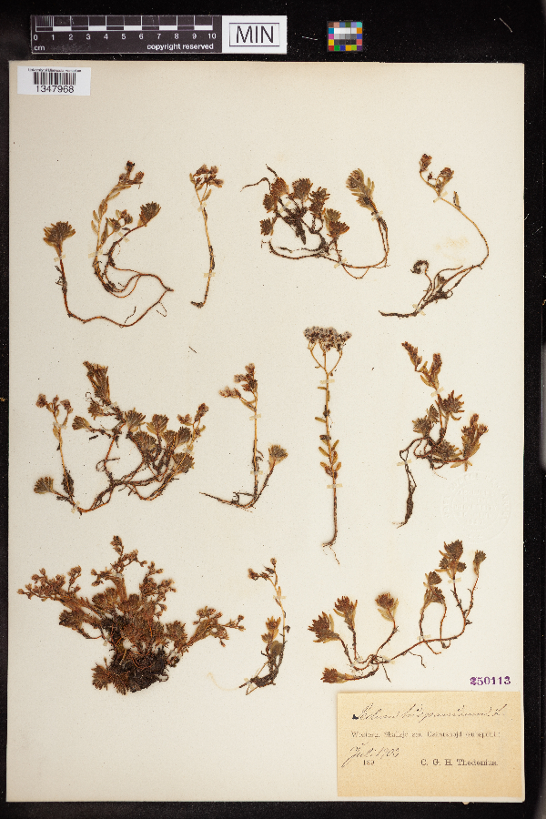 Sedum hispanicum image