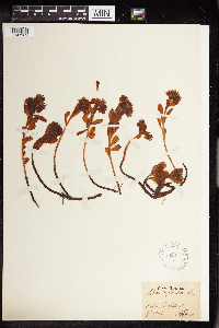 Image of Phedimus hybridus