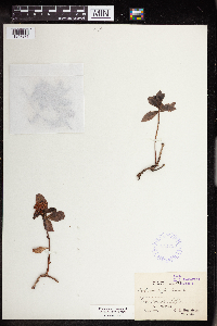 Phedimus hybridus image