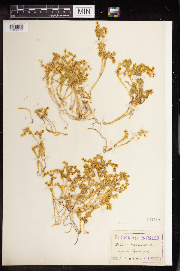 Sedum neglectum image