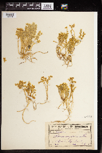 Sedum neglectum image