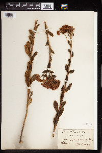 Hylotelephium telephium image