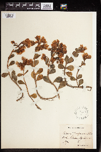 Hylotelephium telephium image
