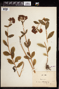 Hylotelephium telephium image