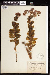 Hylotelephium telephium image
