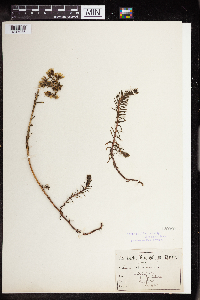 Sedum rupestre image
