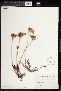 Sedum rupestre image