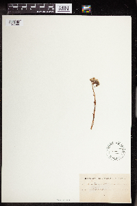 Sedum rupestre image