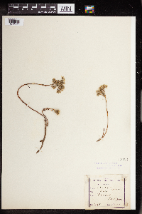 Sedum rupestre image