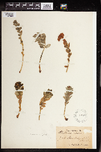 Rhodiola integrifolia image