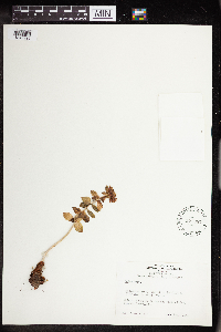 Rhodiola integrifolia image