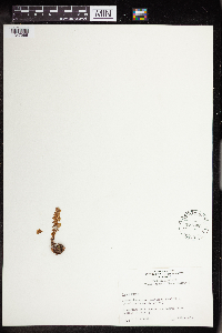 Rhodiola integrifolia image