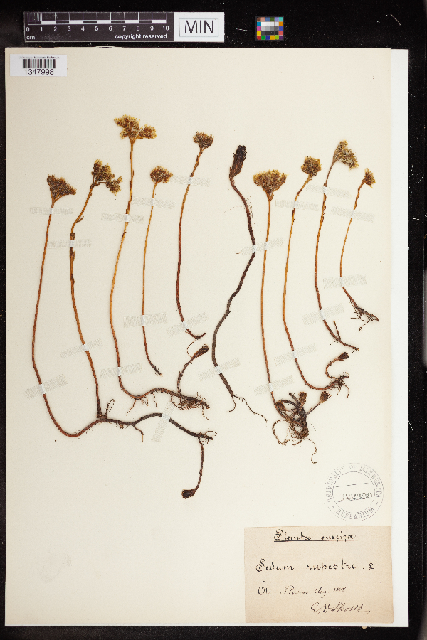 Sedum rupestre image