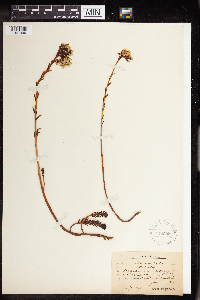 Sedum rupestre image
