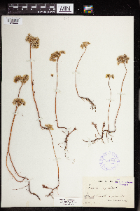 Sedum rupestre image