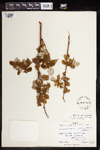 Rubus idaeus image