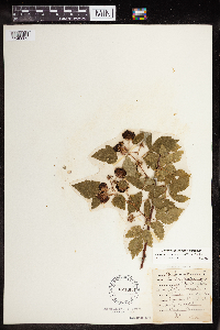 Rubus idaeus image