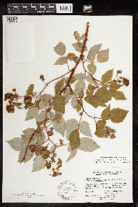 Rubus idaeus image