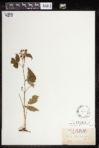 Rubus idaeus image