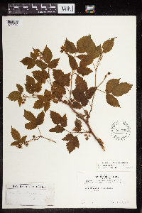 Rubus idaeus image