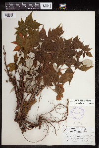 Rubus idaeus image