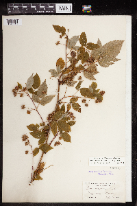 Rubus idaeus image