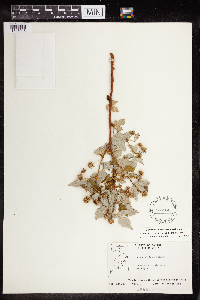 Rubus idaeus image