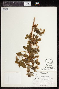 Rubus idaeus image
